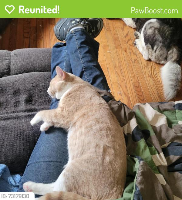 Reunited Male Cat last seen Near Scaffold Way, Odenton, MD 21113, USA, Odenton, MD 21113