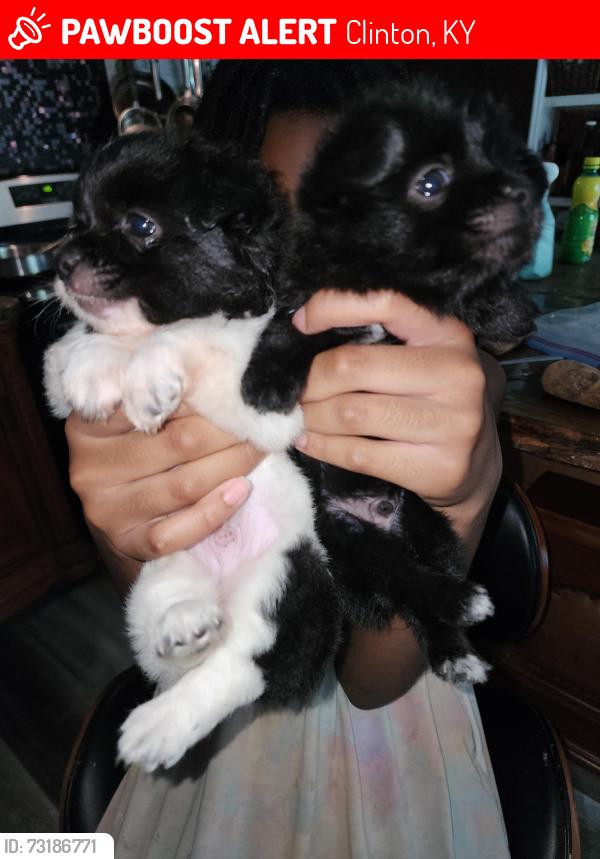 Lost Male Dog last seen State Route 288, Clinton, KY 42031