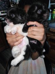 Lost Male Dog last seen State Route 288, Clinton, KY 42031