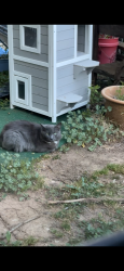 Reunited Male Cat last seen Moreland drive, fort Henry drive., Colonial Heights, TN 37663