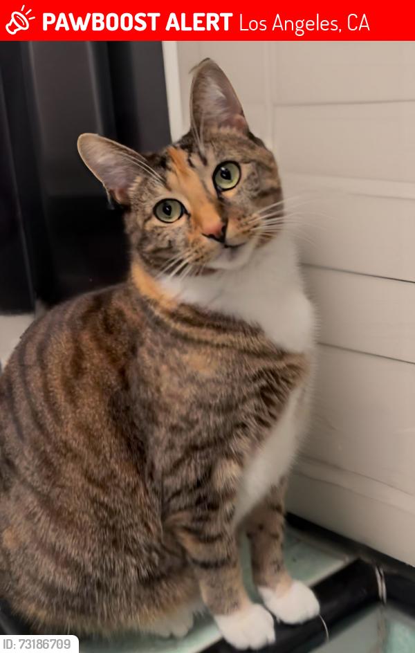 Lost Female Cat last seen 6th and South detroit st - S detroit st and 4th, Los Angeles, CA 90036