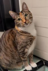Lost Female Cat last seen 6th and South detroit st - S detroit st and 4th, Los Angeles, CA 90036
