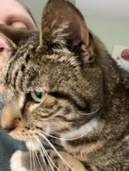 Reunited Female Cat last seen Old cart Rd Auburn, Auburn, MA 01501
