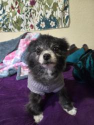 Reunited Female Dog last seen Kelley drive and valley forge, Stockton, CA 95209
