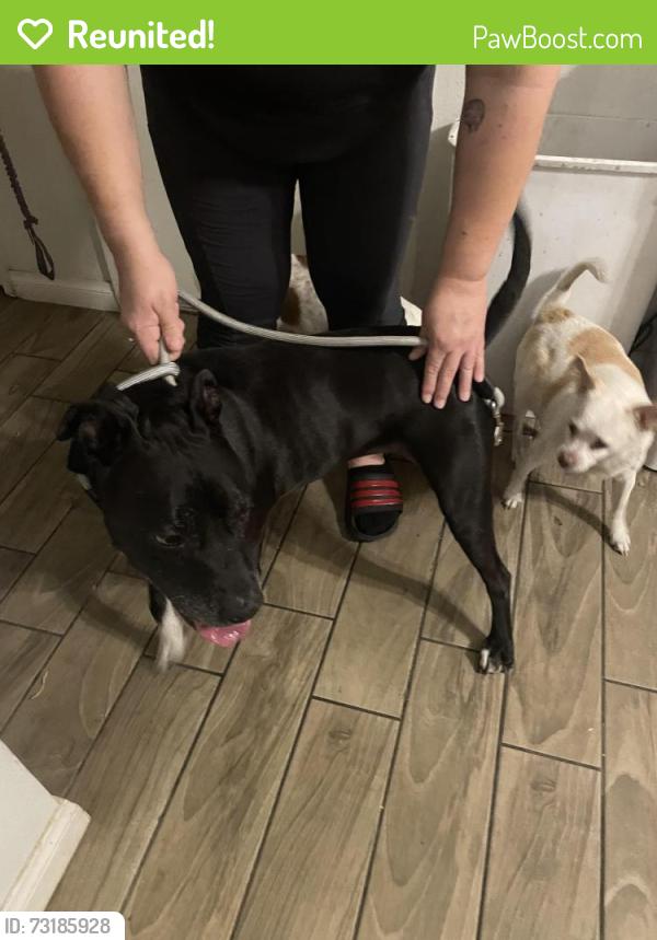 Reunited Female Dog last seen Rainbow and Alexander, Las Vegas, NV 89108