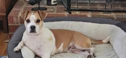 Reunited Male Dog last seen Lewis Rd, Fieldstone subdivision, Chesterfield County, VA 23831