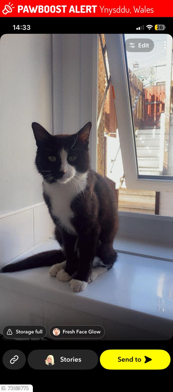 Lost Male Cat last seen Wylie Blackwood, Ynysddu, Wales 