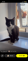 Lost Male Cat last seen Wylie Blackwood, Ynysddu, Wales 