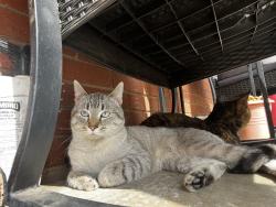 Lost Male Cat last seen I live off of Wilshire, Laura Ln in OKC, Oklahoma City, OK 73151