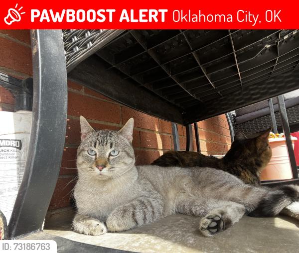 Lost Male Cat last seen I live off of Wilshire, Laura Ln in OKC, Oklahoma City, OK 73151