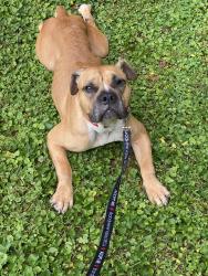Reunited Female Dog last seen Highland Orchards, West Chester, PA, West Chester, PA 19380