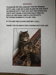 Lost Female Cat last seen Clark Island Rd, St. George, ME 04859