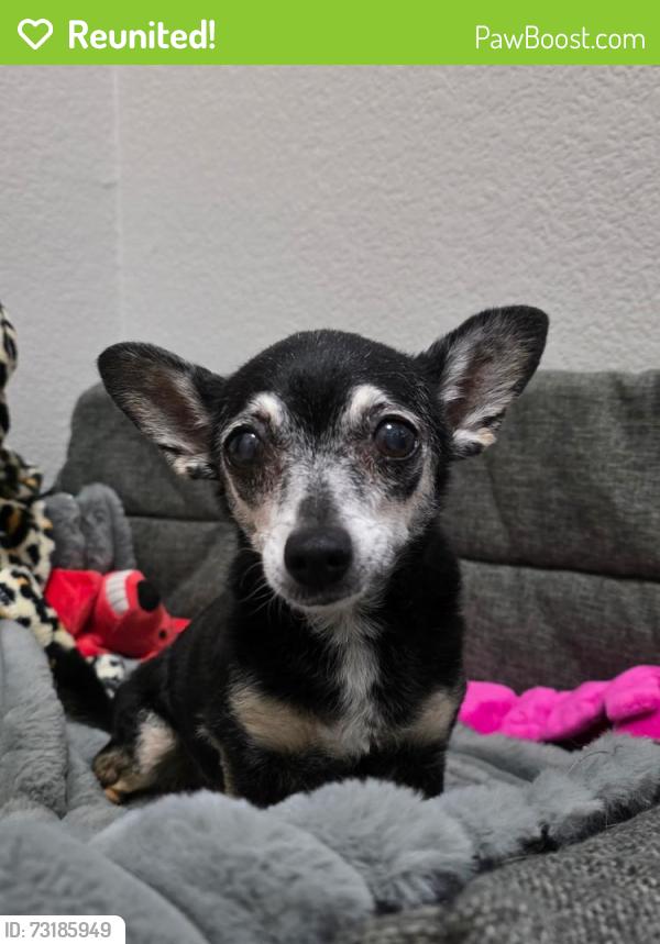 Reunited Female Dog last seen Wigwam and Maleena Mesa, Henderson, NV 89074