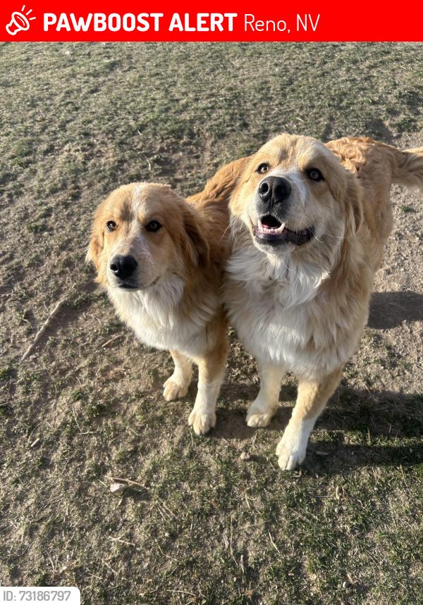 Lost Male Dog last seen Near crossover rd, Reno, NV 89510