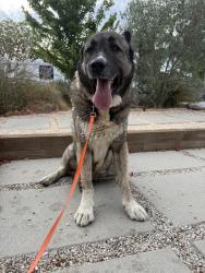 Found/Stray Male Dog last seen McVine and Ellenbogan, Los Angeles, CA 91040