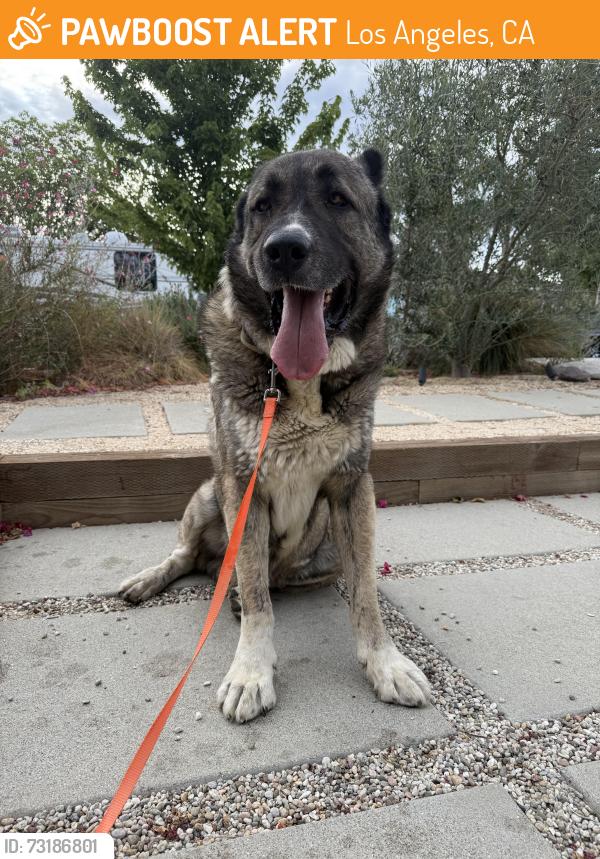 Found/Stray Male Dog last seen McVine and Ellenbogan, Los Angeles, CA 91040