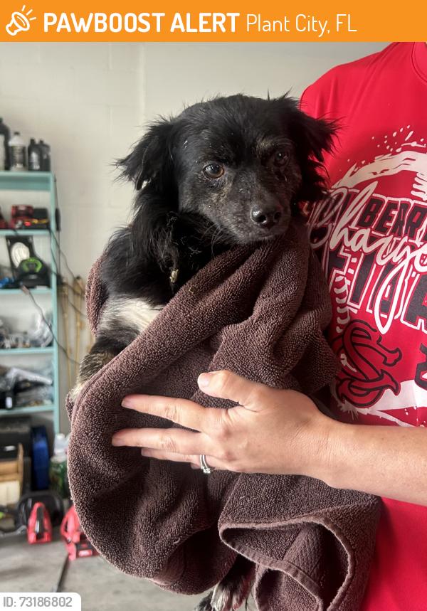 Found/Stray Male Dog last seen Bob head rd and ancient oak trail, Plant City, FL 33565