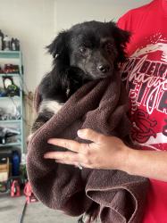 Found/Stray Male Dog last seen Bob head rd and ancient oak trail, Plant City, FL 33565
