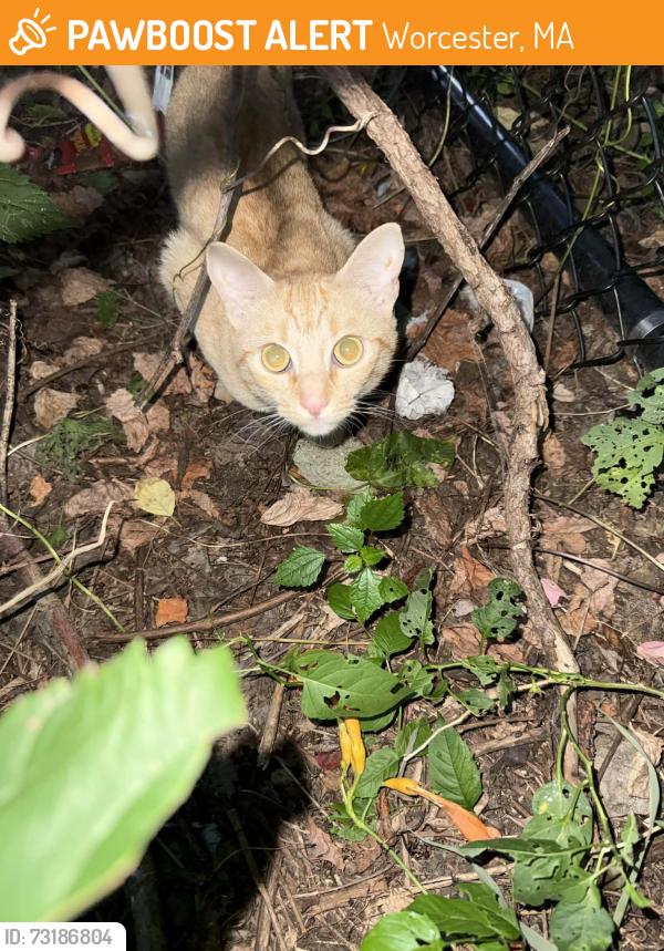 Found/Stray Female Cat last seen East Middle school, Dorchester St, Worcester, MA 01607