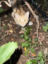 Found/Stray Female Cat last seen East Middle school, Dorchester St, Worcester, MA 01607
