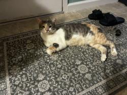Lost Female Cat last seen It’s by Angola in Airport Highway, Toledo, OH 43615