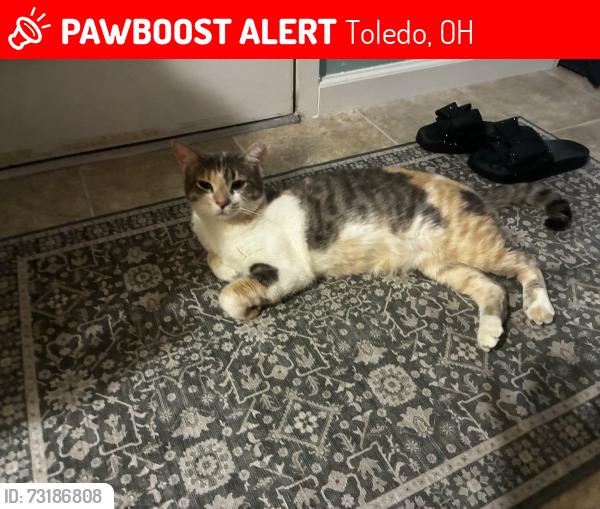 Lost Female Cat last seen It’s by Angola in Airport Highway, Toledo, OH 43615