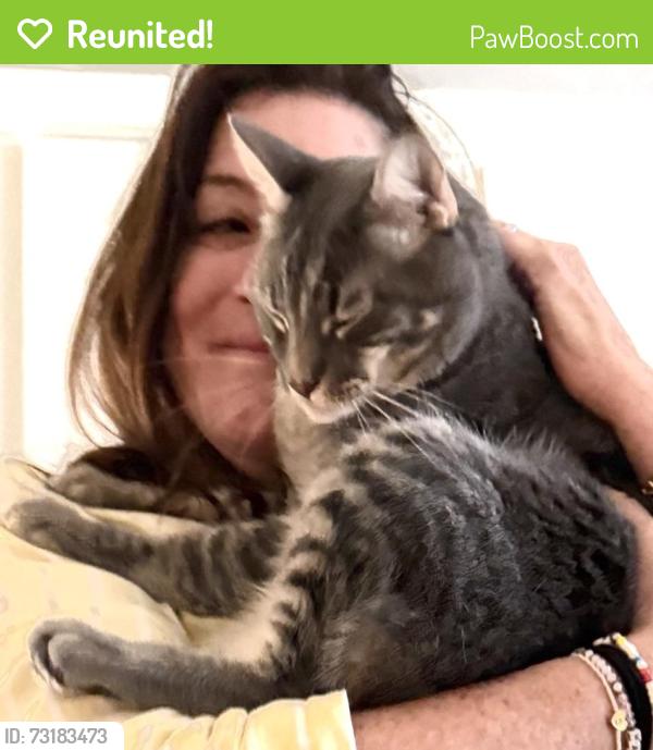 Reunited Male Cat last seen Castle Street and Montague Street, San Francisco, CA 94133