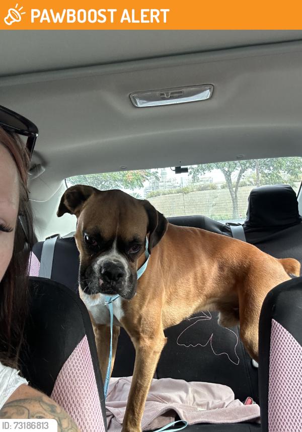 Found/Stray Male Dog last seen Deleware and indianapolis, Huntington Beach, CA 92648