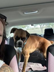 Found/Stray Male Dog last seen Deleware and indianapolis, Huntington Beach, CA 92648