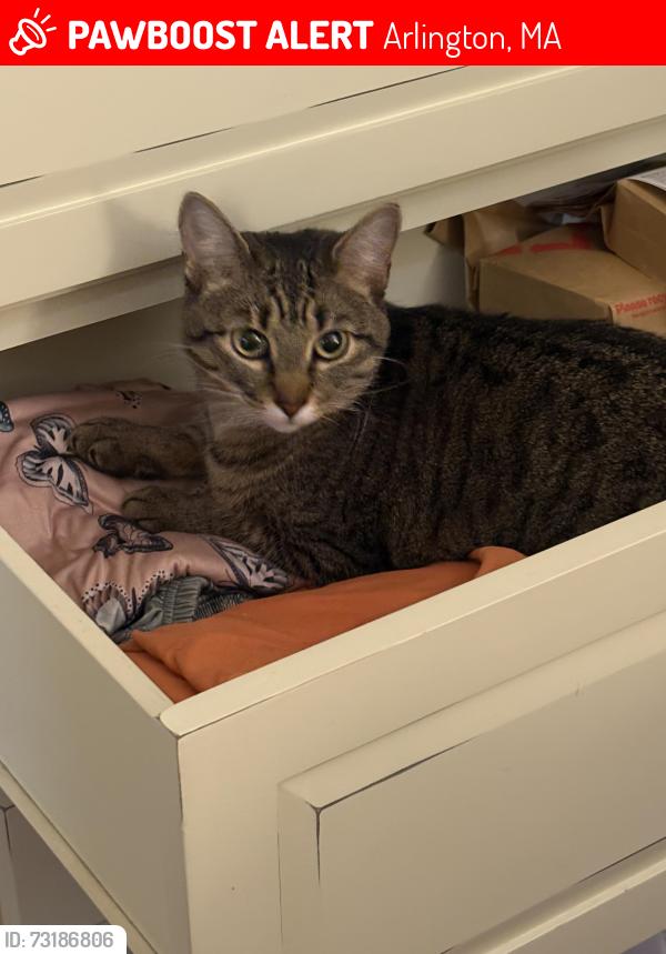 Lost Female Cat last seen Mass. Ave. & Waldo Rd., Arlington, MA 02474