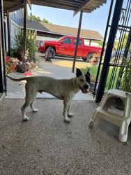 Found/Stray Male Dog last seen Broadway, Wichita, KS 67217