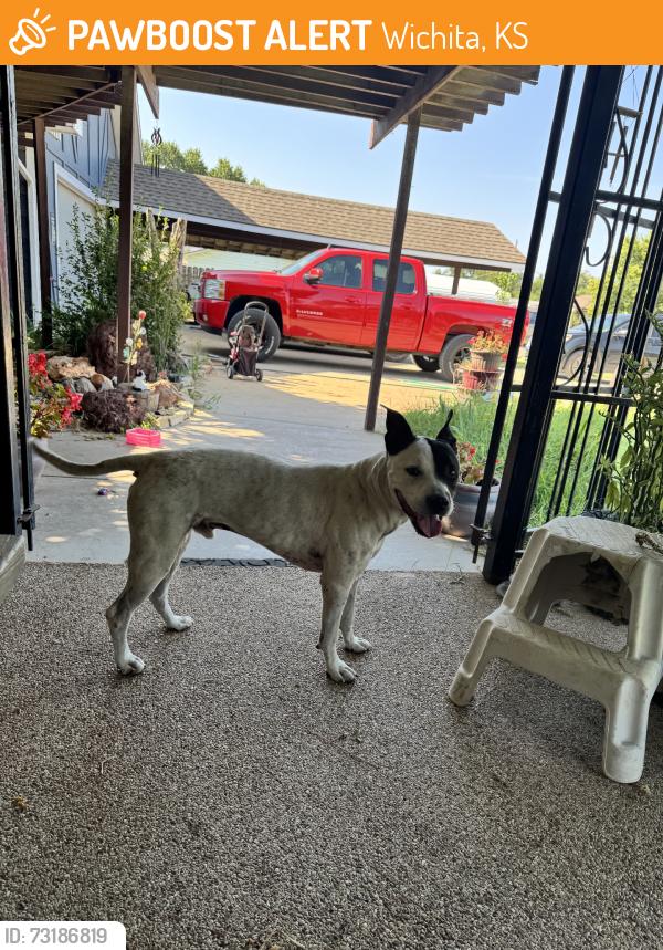 Found/Stray Male Dog last seen Broadway, Wichita, KS 67217