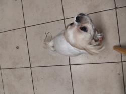 Lost Female Dog last seen Parker st, Zavalla, TX 75980