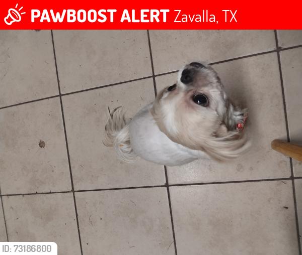Lost Female Dog last seen Parker st, Zavalla, TX 75980