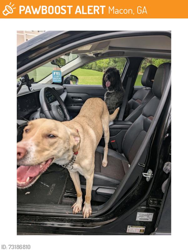 Found/Stray Unknown Dog last seen Bowman Station apmts, Macon, GA 31210