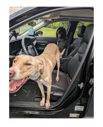 Found/Stray Unknown Dog last seen Bowman Station apmts, Macon, GA 31210