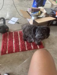 Lost Female Dog last seen Fossil creek, Fort Worth, TX 76131