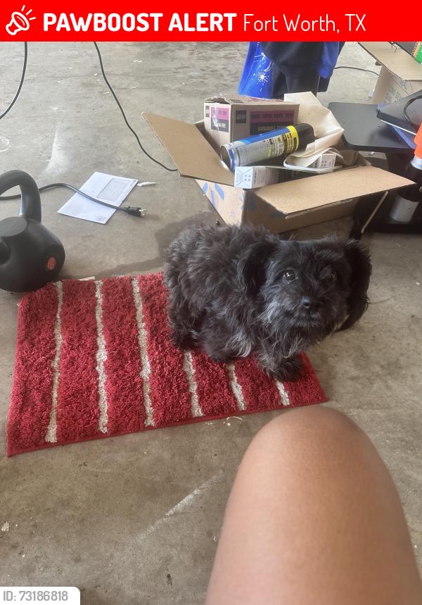 Lost Female Dog last seen Fossil creek, Fort Worth, TX 76131