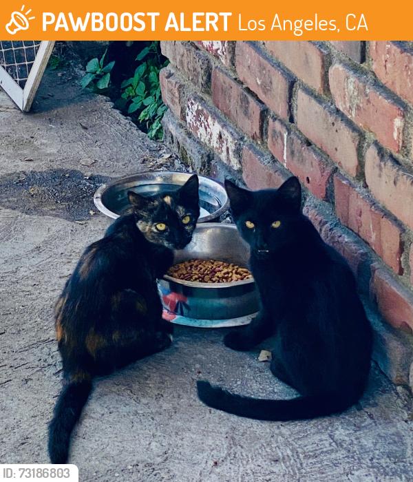 Found/Stray Unknown Cat last seen Alhambra/ south pasadena, Los Angeles, CA 90032