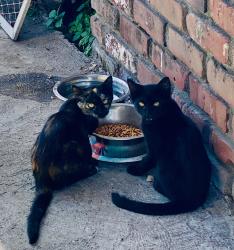 Found/Stray Unknown Cat last seen Alhambra/ south pasadena, Los Angeles, CA 90032
