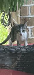 Found/Stray Unknown Cat last seen Pine plains, Tomball, TX 77375
