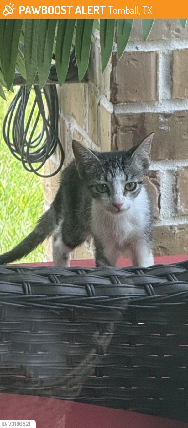 Found/Stray Unknown Cat last seen Pine plains, Tomball, TX 77375