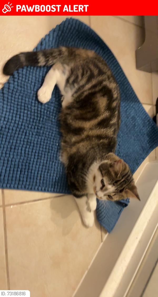 Lost Female Cat last seen Rue de l’Hétrière, Saint-Augustin-de-Desmaures, QC G3A 2Z9