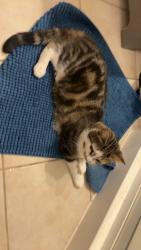 Lost Female Cat last seen Rue de l’Hétrière, Saint-Augustin-de-Desmaures, QC G3A 2Z9