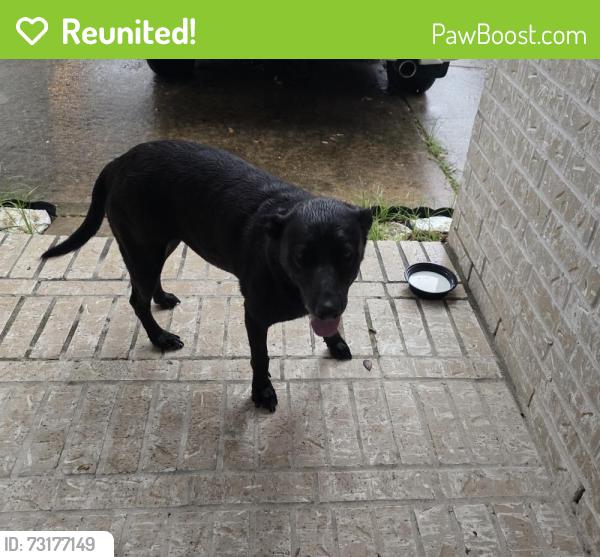 Reunited Unknown Dog last seen Orchard lakes est, Sugar Land, TX 77498