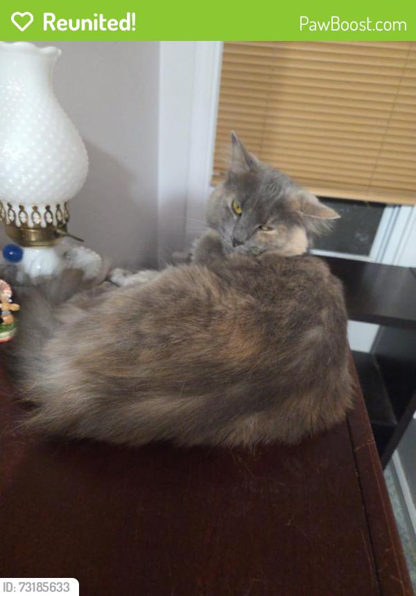 Reunited Female Cat last seen Leighton Ave, Boardman, OH 44512