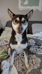 Reunited Female Dog last seen Killarney Highway, Onsted, MI 49265