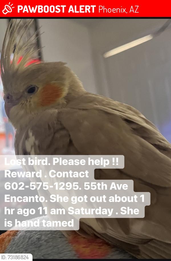 Lost Female Bird last seen Charles W Harris Elementary School, Phoenix, AZ 85035