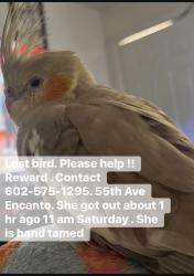 Lost Female Bird last seen Charles W Harris Elementary School, Phoenix, AZ 85035