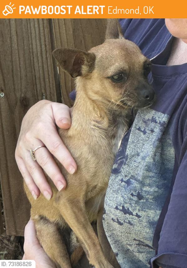 Found/Stray Male Dog last seen 15th and 33rd Bristol park area, Edmond, OK 73012